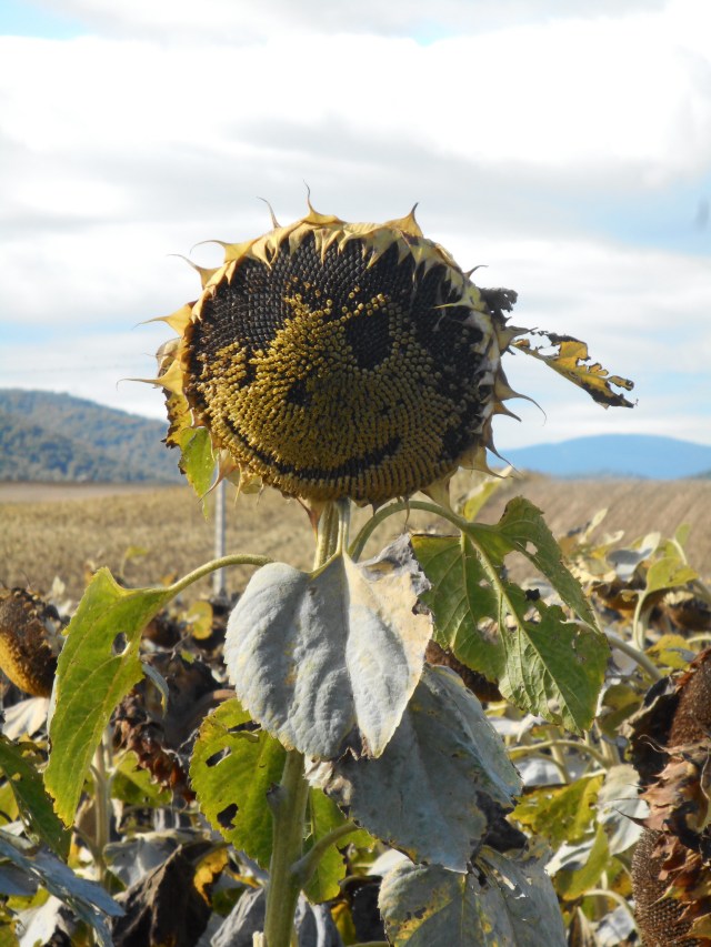 Another happy peregrino!