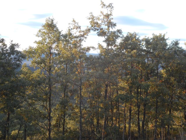 Trees in the early morning light.