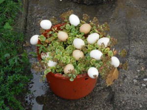 We spotted an actual egg plant!