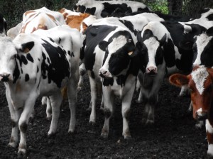 I caught some of the locals checking me out.